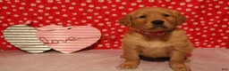 Golden Retriever dogs for sale: Sadie - Ad 1