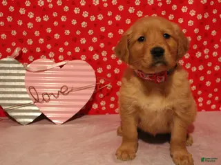 Golden Retriever dogs Sadie - Ad 42