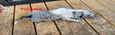 Poseidon - Male (white merle) 