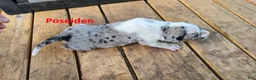Catahoula Leopard Dog dogs for sale: Poseidon - Male (white merle)  - Ad 1