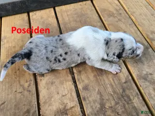 Catahoula Leopard Dog dogs for sale: Poseidon - Male (white merle) - Ad 4