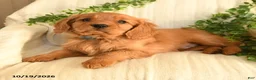 Miniature Golden Retriever dogs for sale: Buddy - Ad 3
