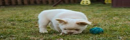 French Bulldog dogs for sale: French Bulldog Puppy 1 - Ad 5
