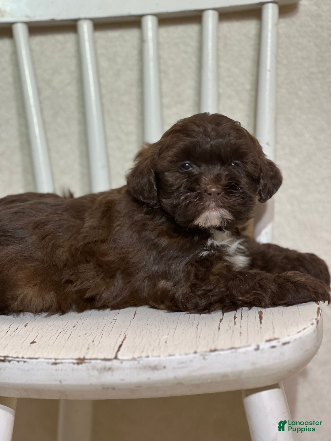 Shihpoo dogs for sale: Louie - Ad 2