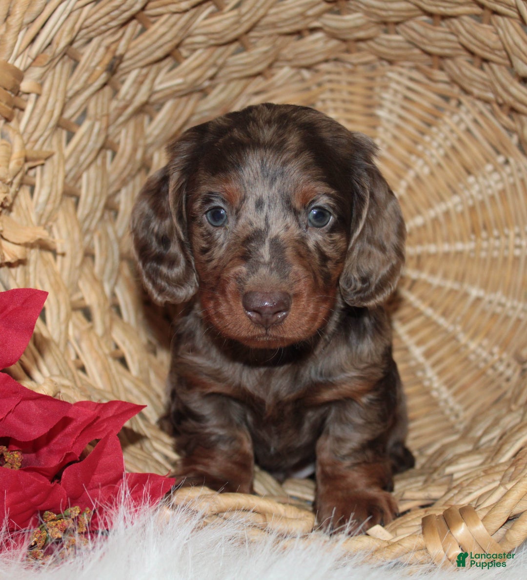 Dachshund dogs for sale: Branson - Ad 3