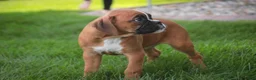 Boxer dogs for sale: Aurora - Ad 5