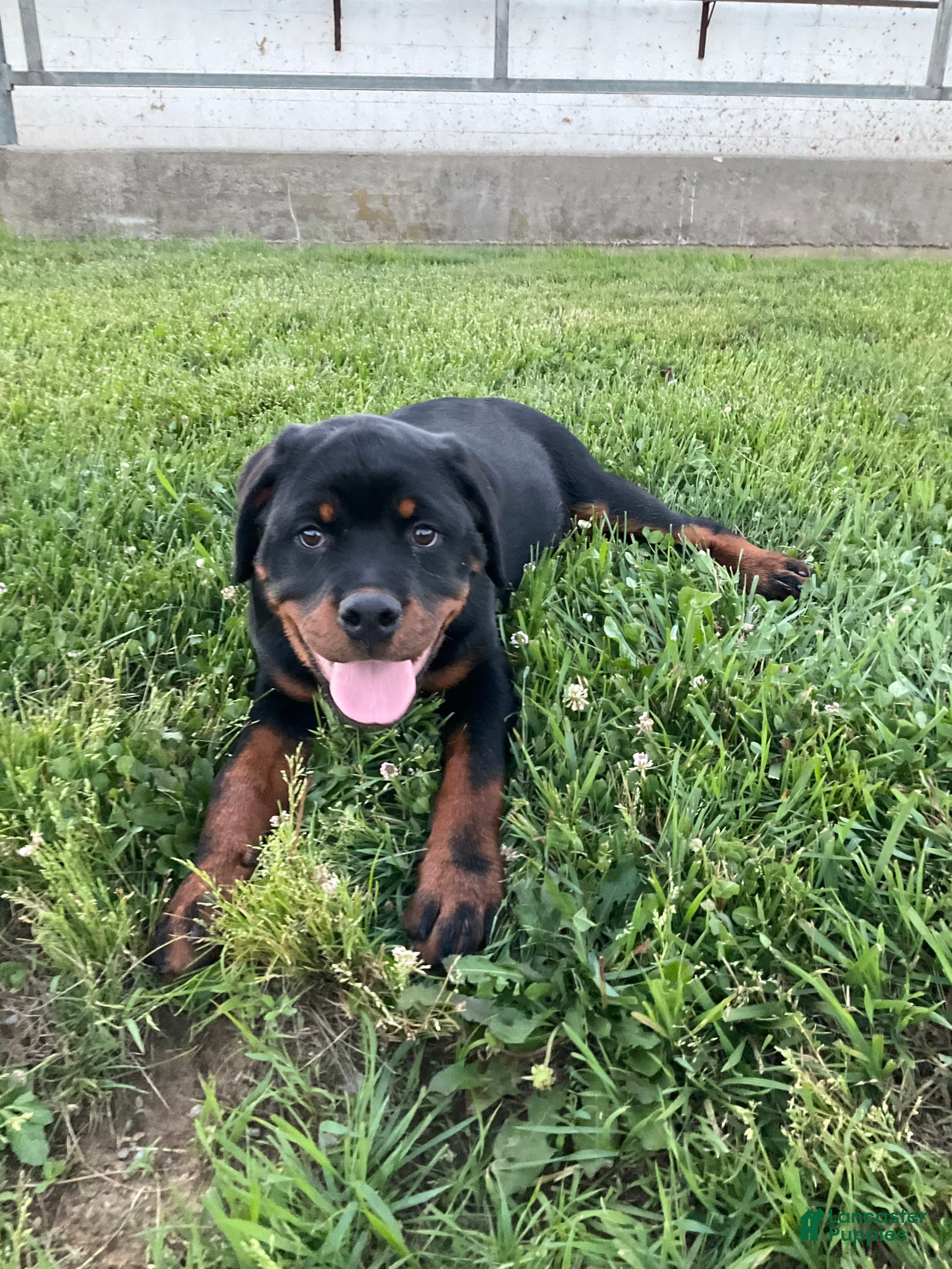 Rottweiler dogs Rottweiler Puppy 6 - Ad 2