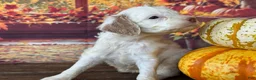 Cockapoo dogs for sale: Rosie - Ad 3