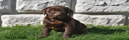 Labrador Retriever dogs for sale: Cash - Ad 2