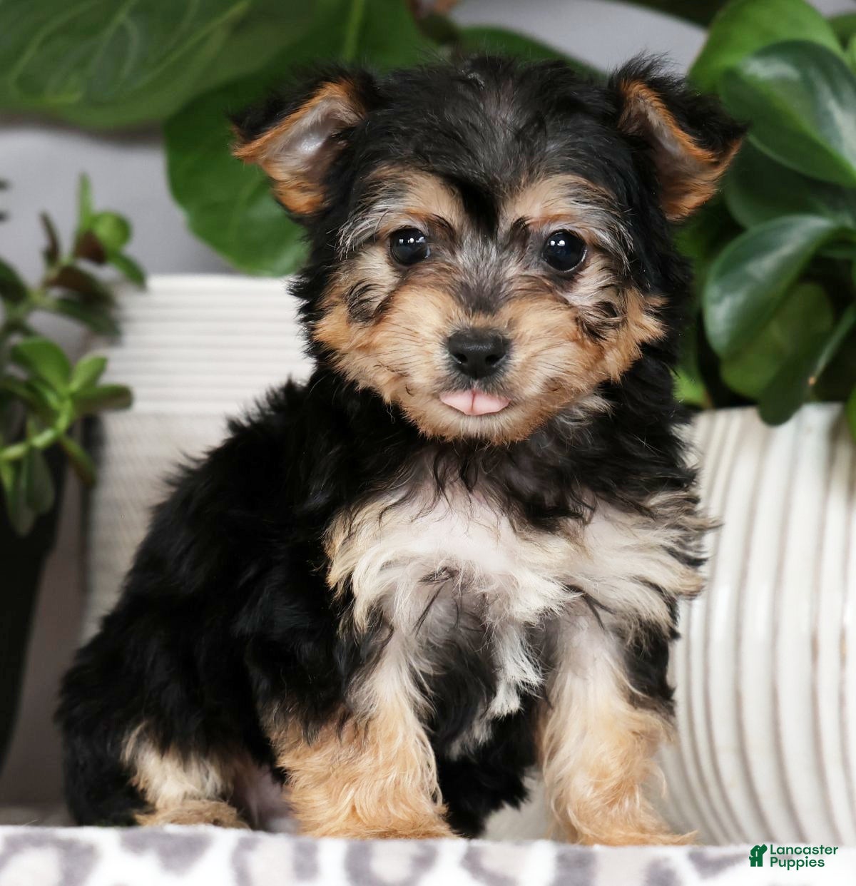 Yochon dogs Yoda - Ad 2