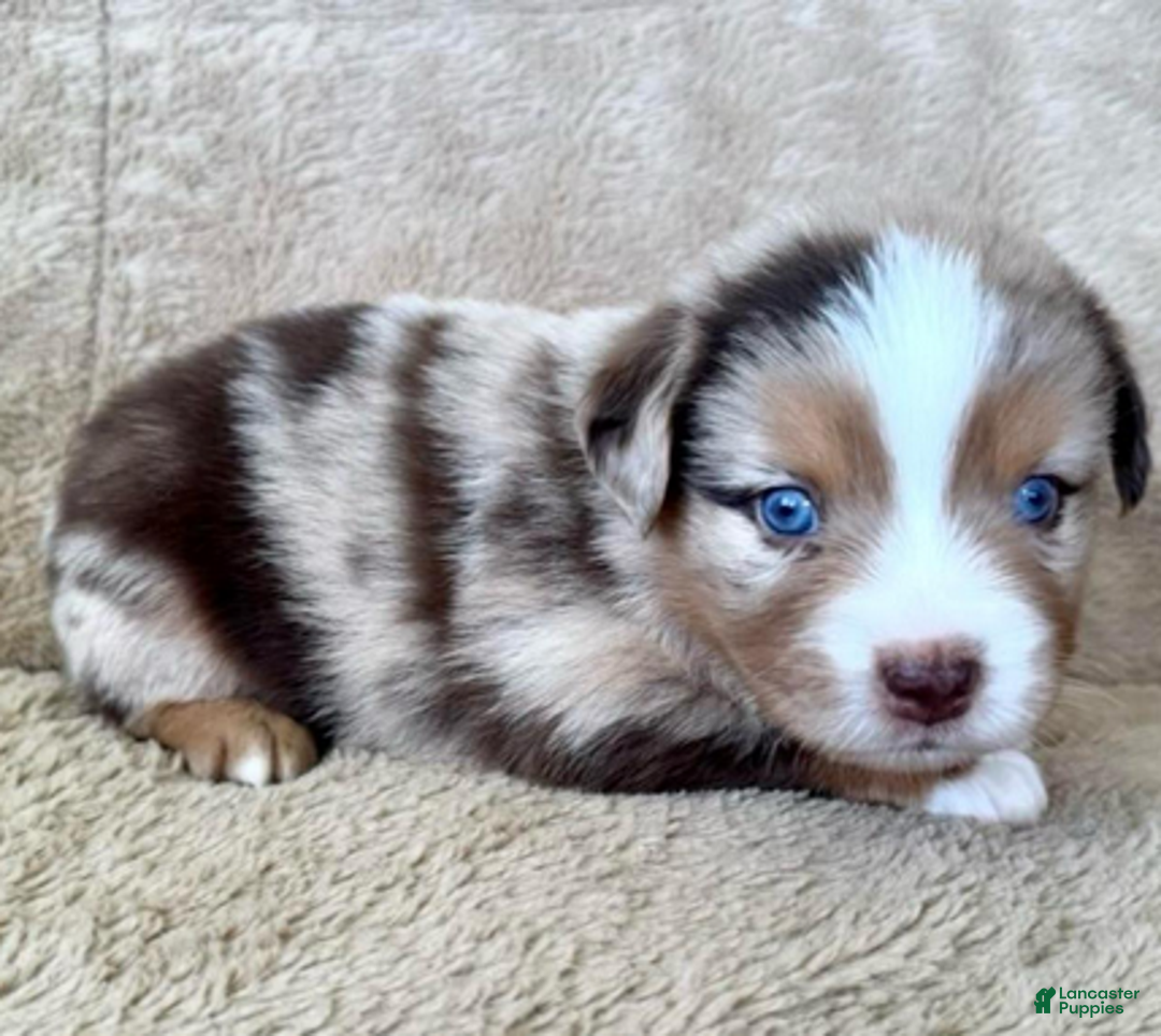 Miniature Australian Shepherd dogs for sale: Uncle Abe - Ad 2
