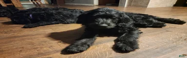 Labradoodle blue collar