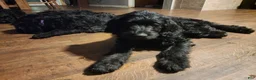 Labradoodle dogs for sale: Labradoodle blue collar - Ad 1