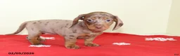 Miniature Dachshund dogs for sale: Polly - Ad 1