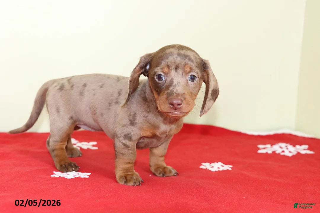 Miniature Dachshund dogs for sale: Polly - Ad 1