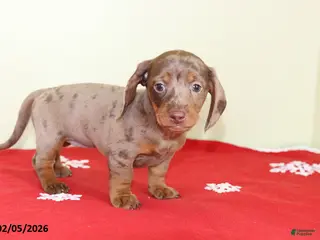 Miniature Dachshund dogs Polly - Ad 37