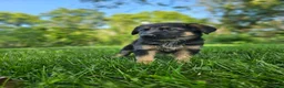 German Shepherd dogs for sale: Max - Ad 3