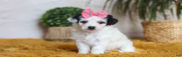 Yorkiepoo dogs for sale: Bliss - Ad 3