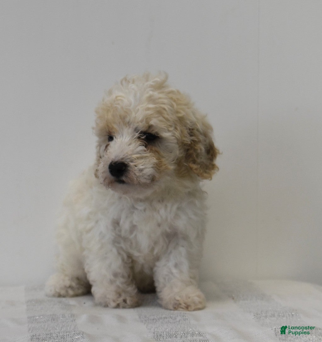 Miniature Poodle dogs Chase - Ad 16