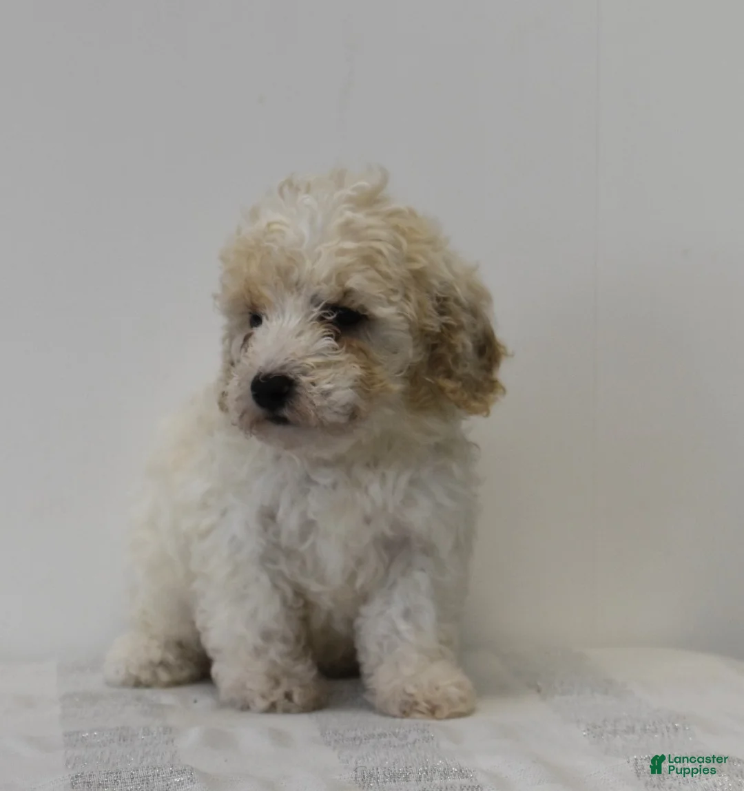Miniature Poodle dogs for sale: Chase - Ad 1