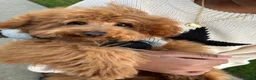 Miniature Poodle dogs for sale: Toy Poodle Puppy 1 - Ad 3