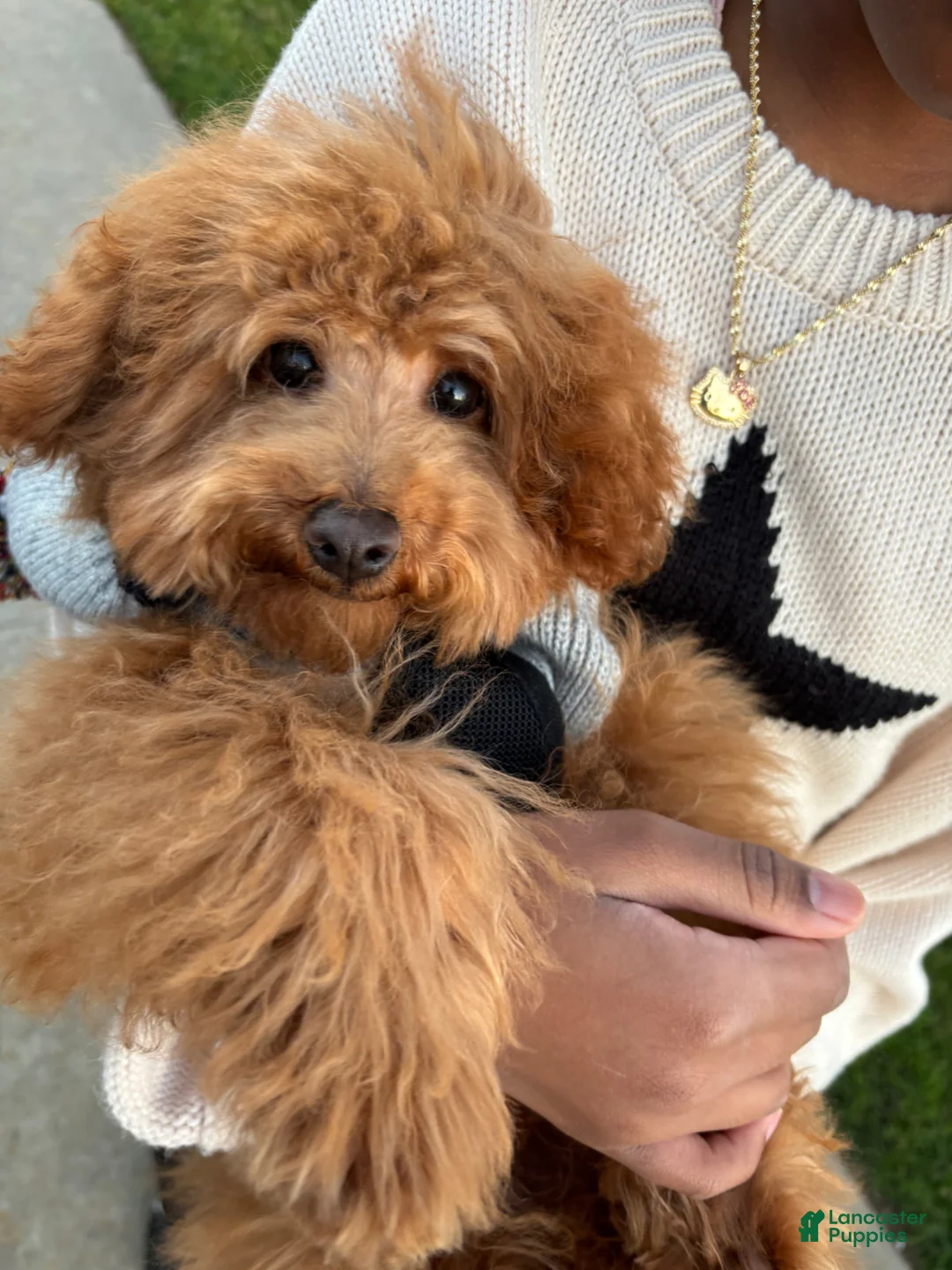 Miniature Poodle dogs for sale: Toy Poodle Puppy 1 - Ad 3