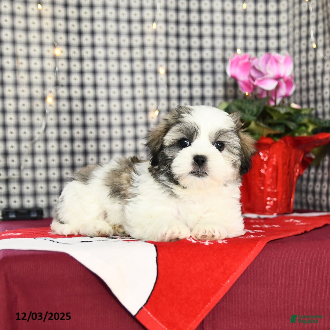 Malshi dogs for sale: Fern - Ad 4