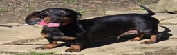 Miniature Dachshund dogs for sale: Kody - Ad 9