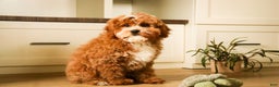 Cavapoo dogs for sale: Kohen - Ad 4