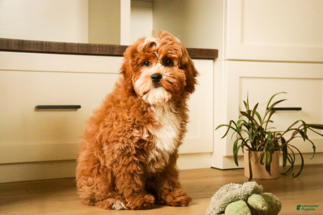 Cavapoo dogs for sale: Kohen - Ad 4
