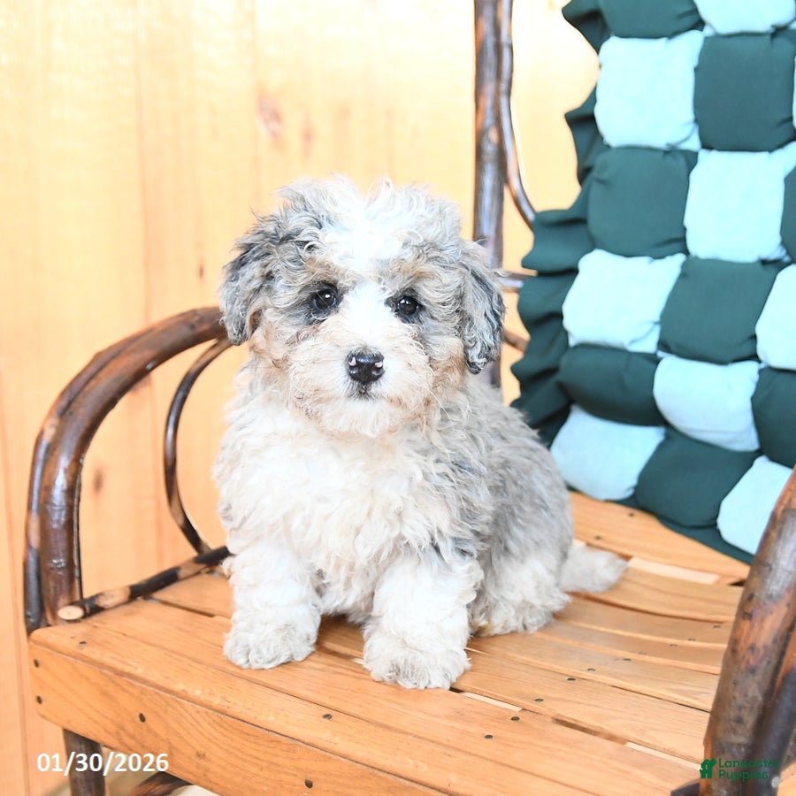 Mini Bernedoodle dogs Wags - Ad 2