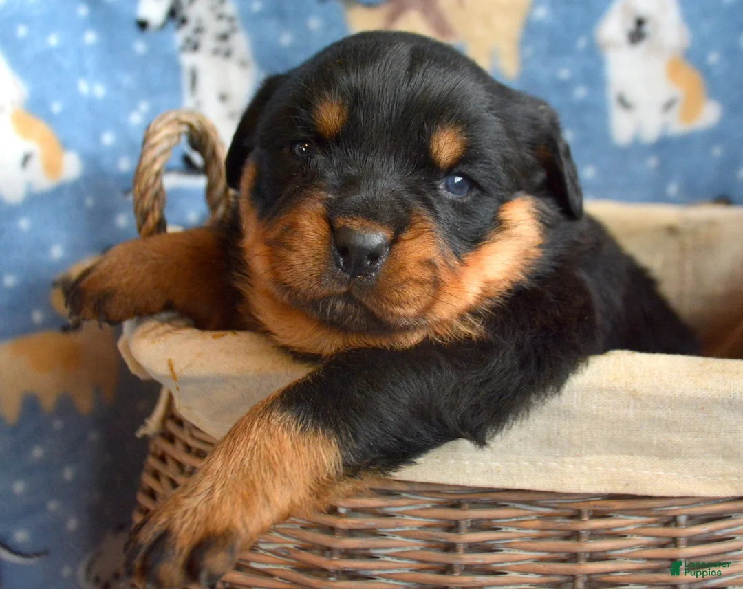 Rottweiler dogs for sale: Rottweiler Puppy 4 Remy - Ad 7
