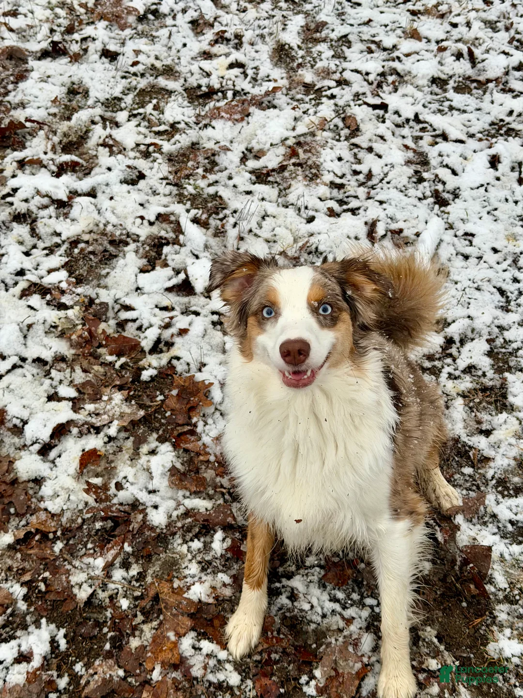 Miniature Australian Shepherd dogs for sale: John - Ad 14