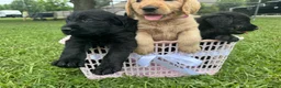 Labradoodle dogs for sale: Sadie - Ad 4