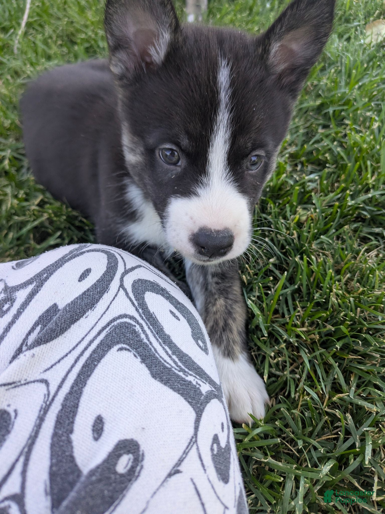 Mixed Breed dogs Tolkien - Ad 38