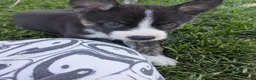 Mixed Breed dogs for sale: Tolkien - Ad 1
