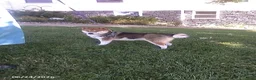 Shiba Inu dogs for sale: Sherri - Ad 2