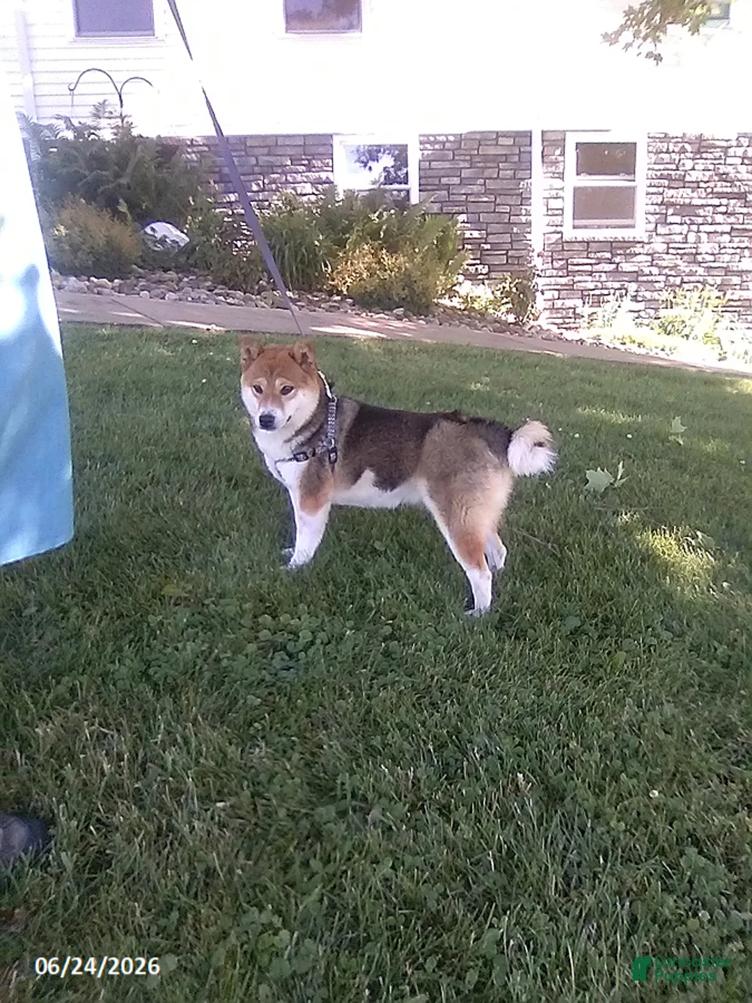 Shiba Inu dogs for sale: Sherri - Ad 2