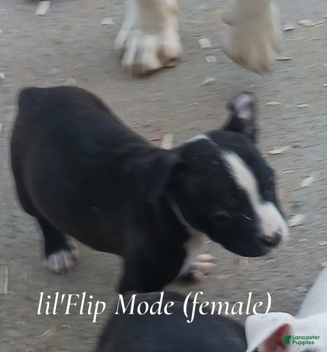 Mixed Breed dogs for sale: Lil' Flip - Ad 1