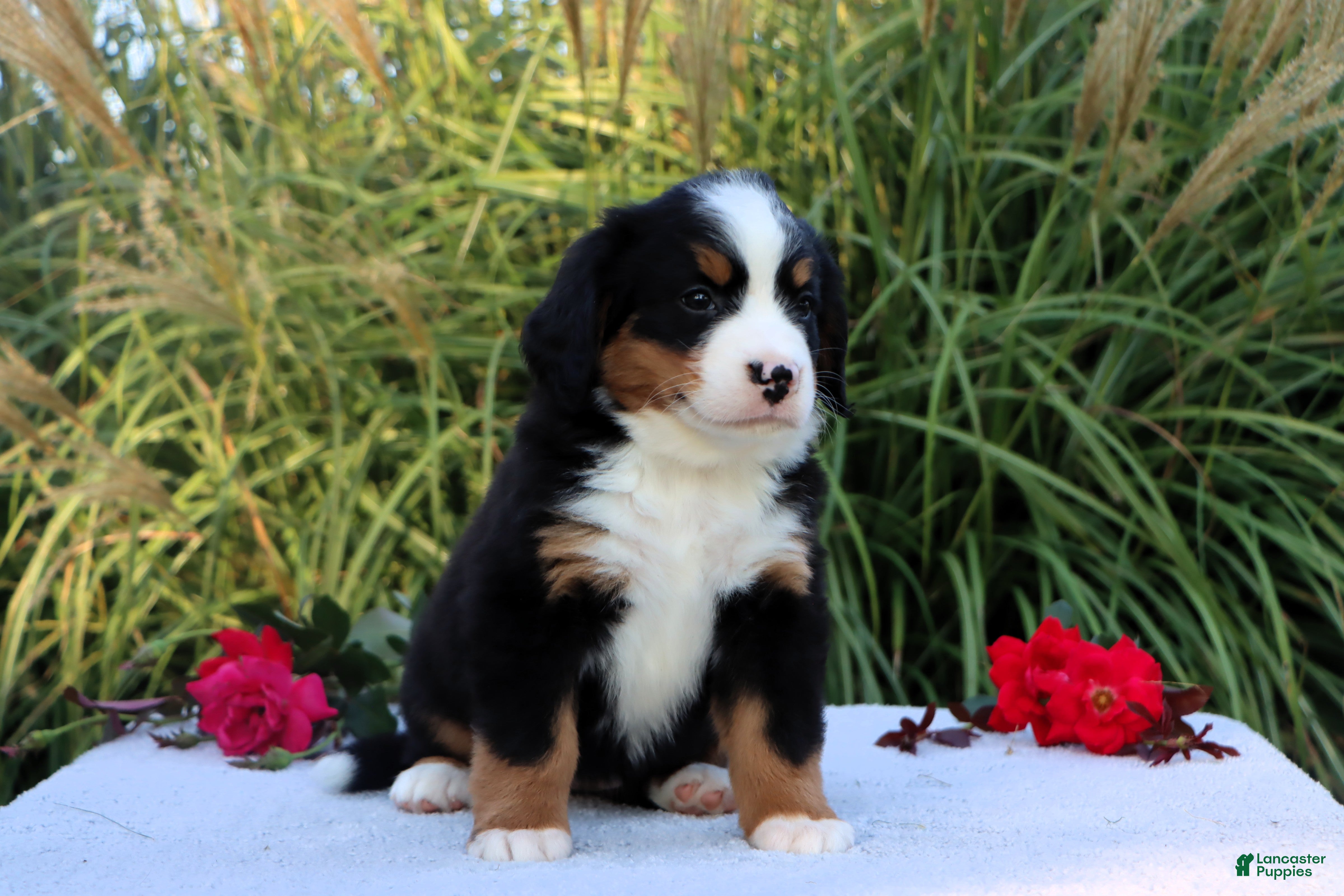 Bernese Mountain Dog dogs Lela - Ad 2