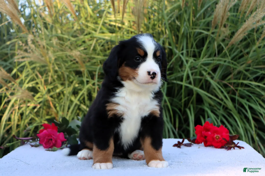 Bernese Mountain Dog dogs for sale: Lela - Ad 2