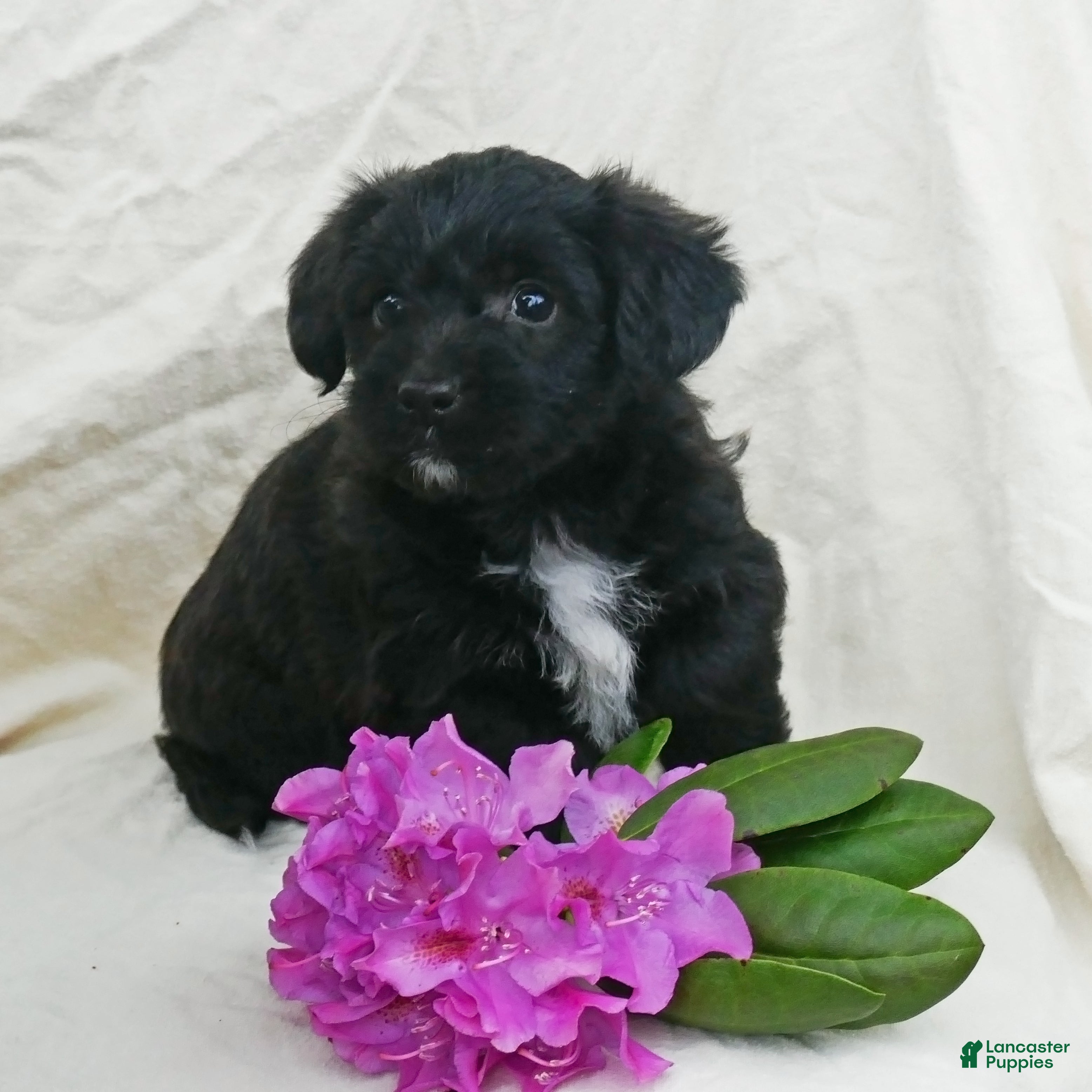 Corgipoo dogs Cocoa - Ad 2