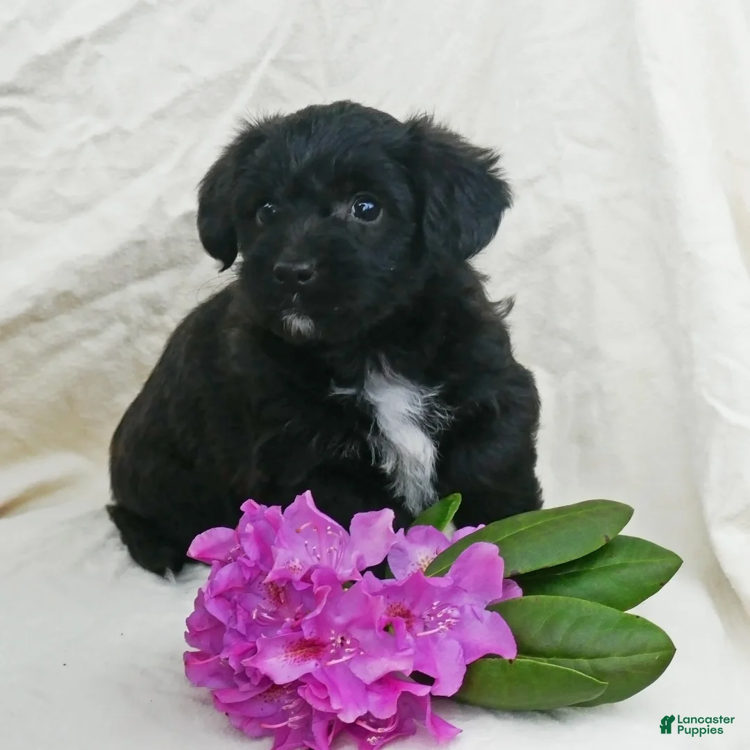 Corgipoo dogs for sale: Cocoa - Ad 2