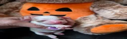 Toy Poodle dogs for sale: AKC SWEET PUMPKIN 🎃  - Ad 1