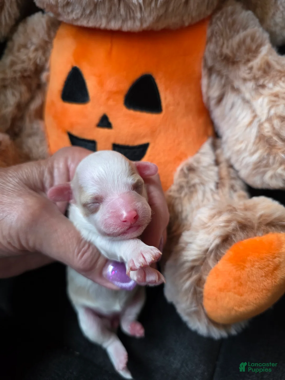 Toy Poodle dogs for sale: AKC SWEET PUMPKIN 🎃  - Ad 1
