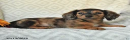 Miniature Dachshund dogs for sale: Dixie - Ad 5