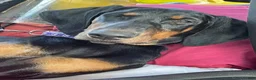 Doberman Pinscher dogs for sale: Doberman Pinscher 1 - Ad 2