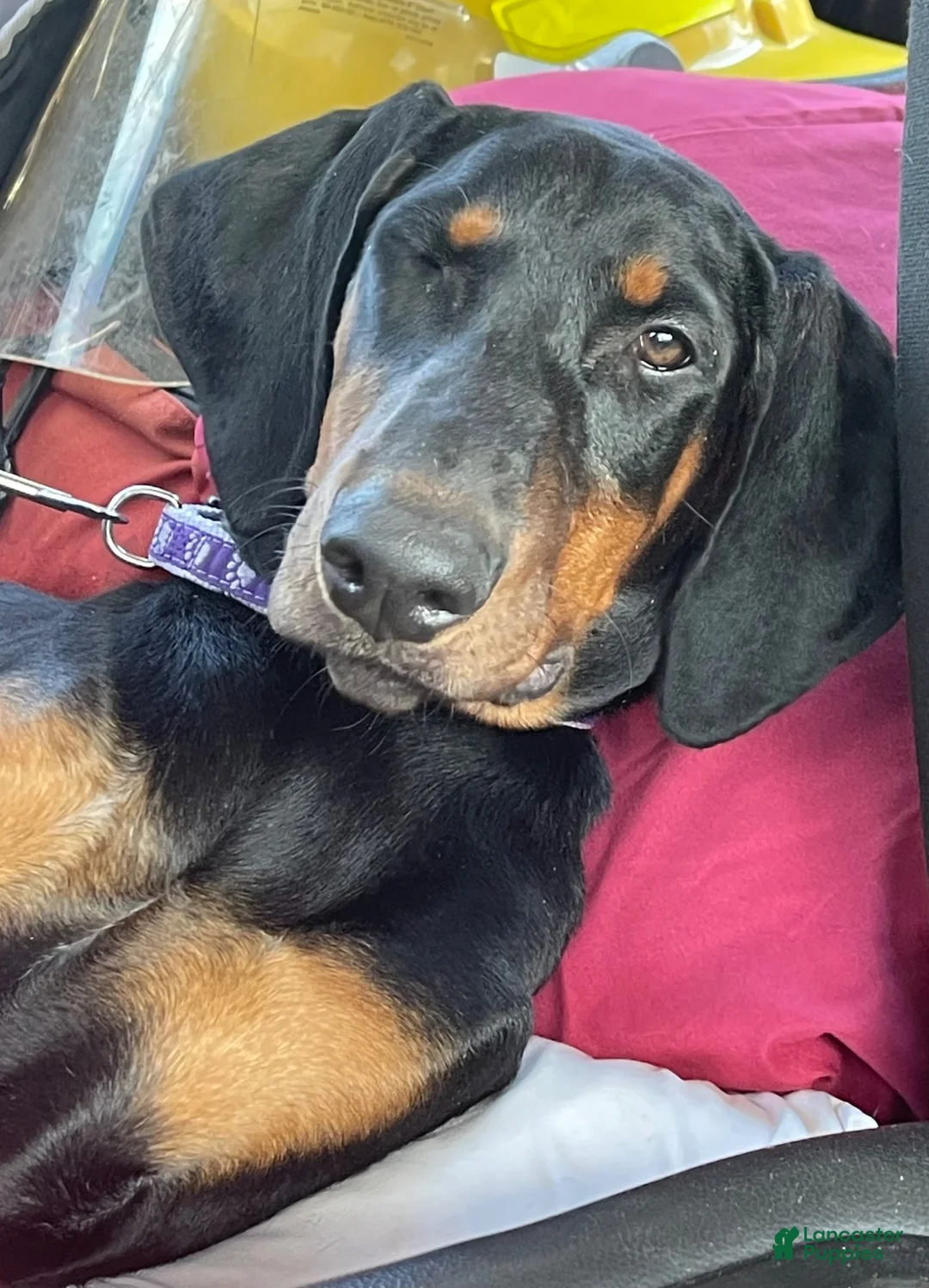 Doberman Pinscher dogs for sale: Doberman Pinscher 1 - Ad 2