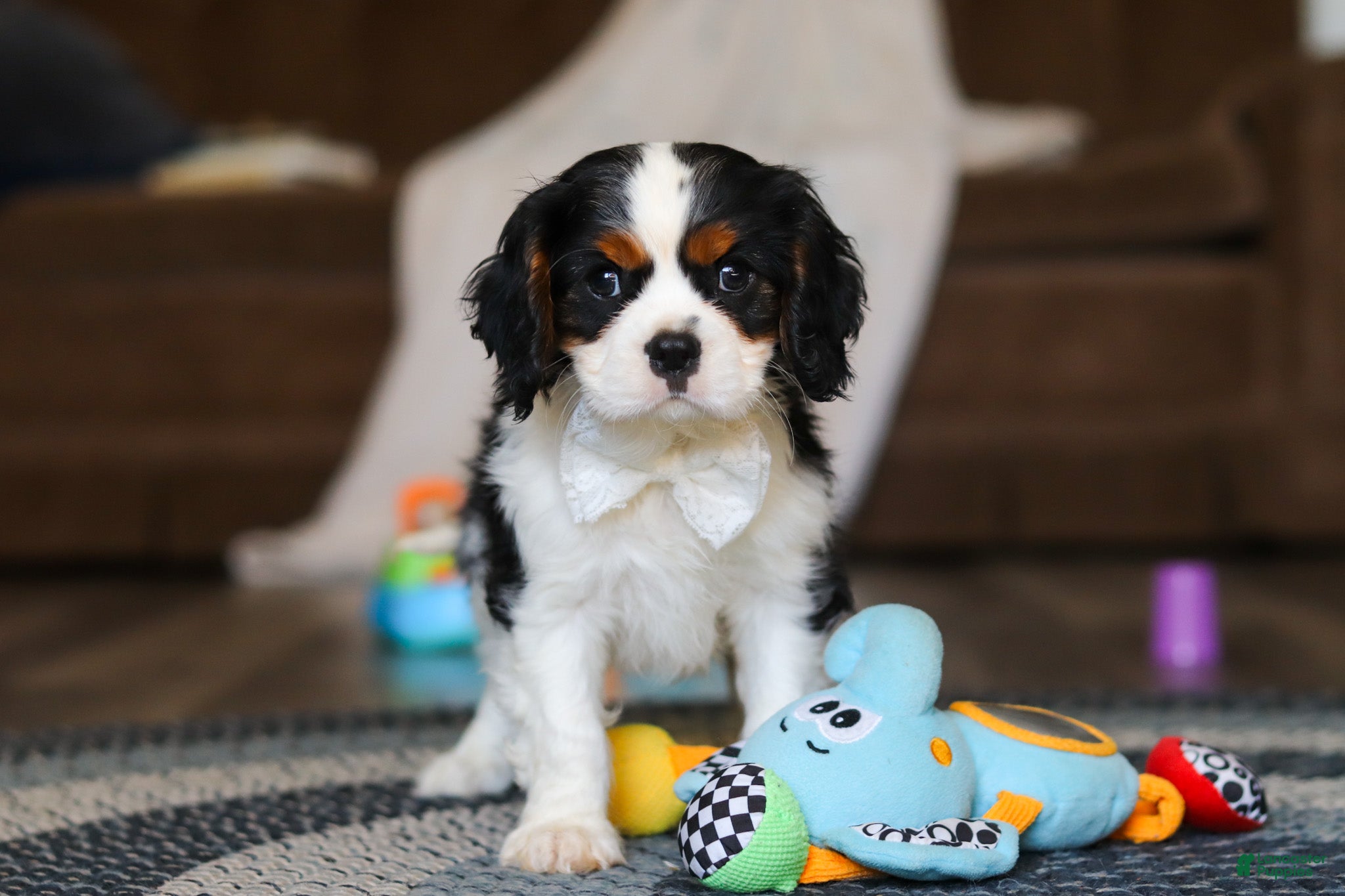 Cavalier King Charles Spaniel dogs Finn - Ad 2