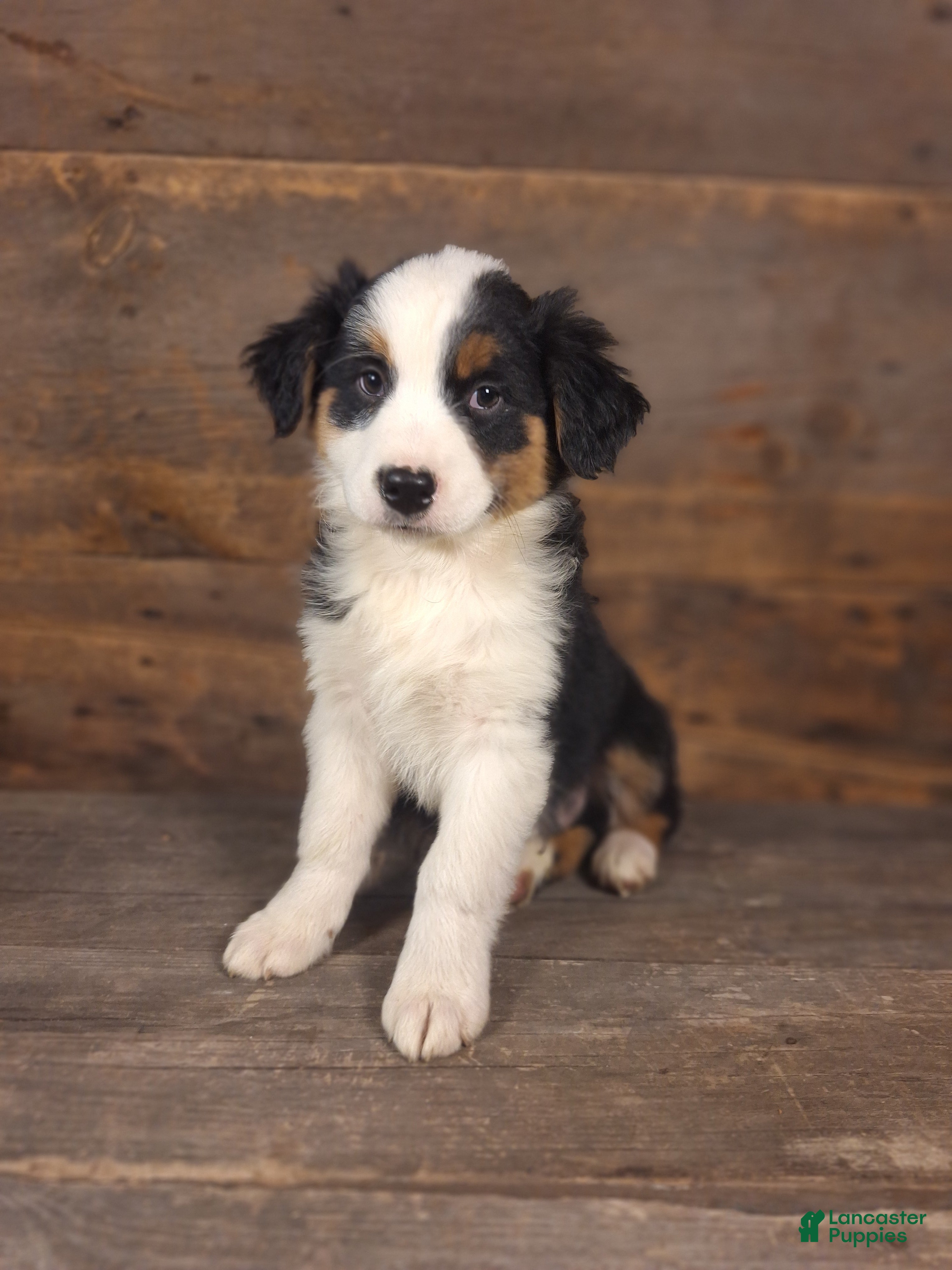 Australian Shepherd dogs for sale: Daniel - Ad 1